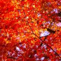 紅葉|なぜ色が変わる?仕組みやメカニズム