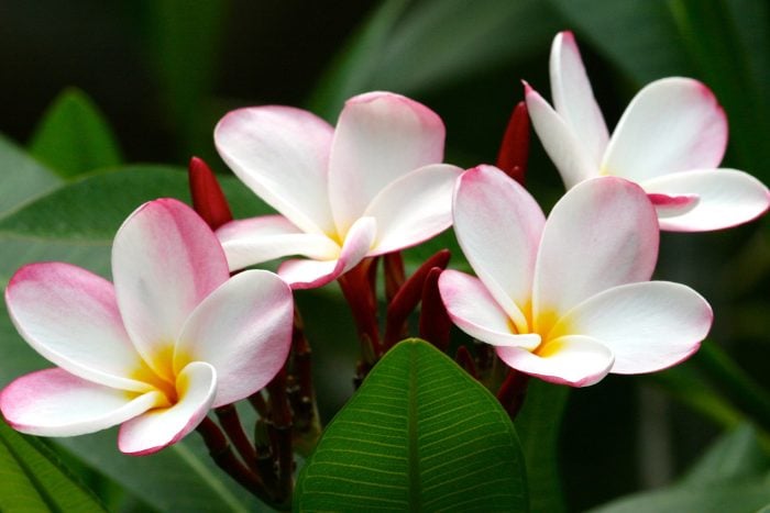 プルメリア Canva画像