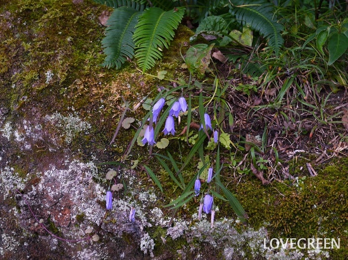 イワシャジン小 イワシャジン