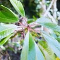 ユズリハってどんな植物?