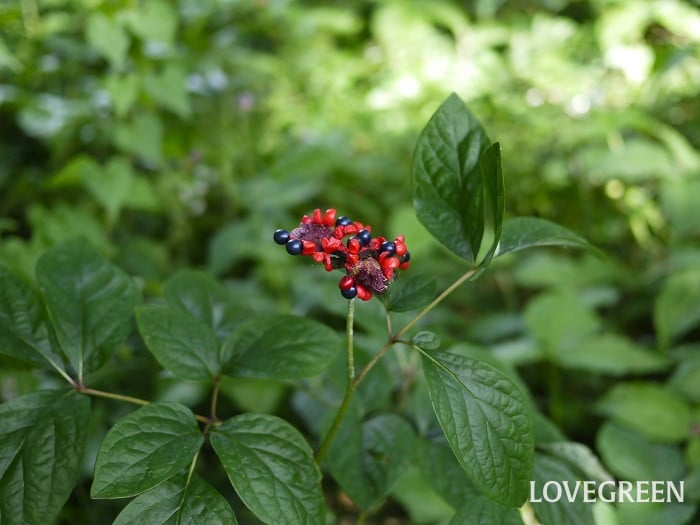 ヤマシャクヤク小 ヤマシャクヤク