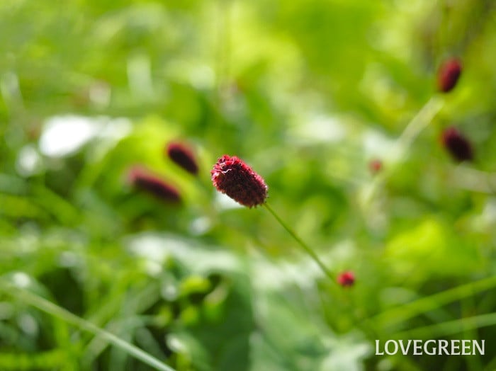 ワレモコウ小 秋が美しい山野草|ワレモコウ