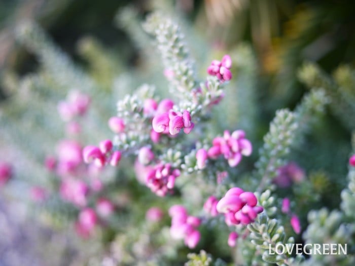 グレビレア・ラニゲラ小 グレビレア・ラニゲラ