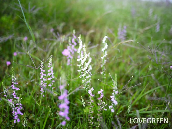 ネジバナ小 ネジバナ白