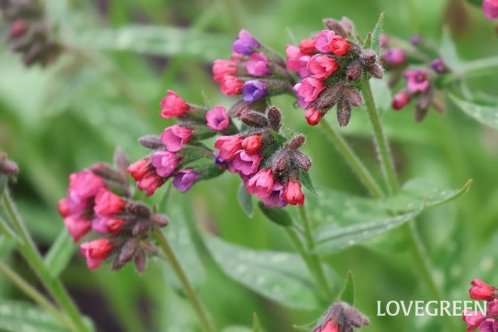 プルモナリア プルモナリア