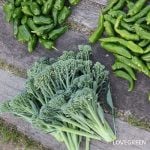 スティックブロッコリー スティックセニョール 茎ブロッコリー