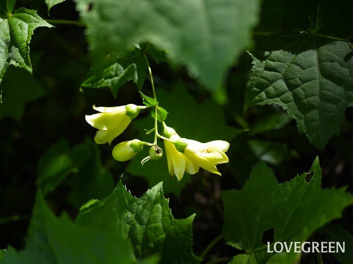 キレンゲショウマ小 キレンゲショウマ