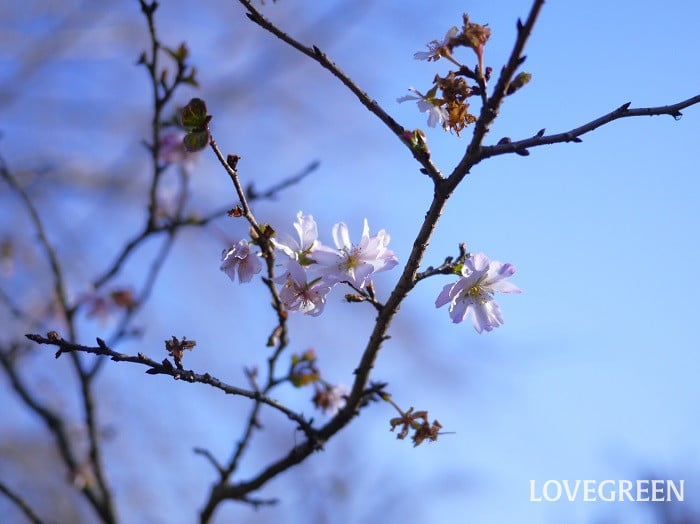 十月桜（ジュウガツザクラ）