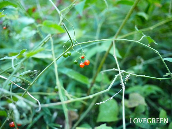 ヒヨドリジョウゴ実小 ヒヨドリジョウゴ