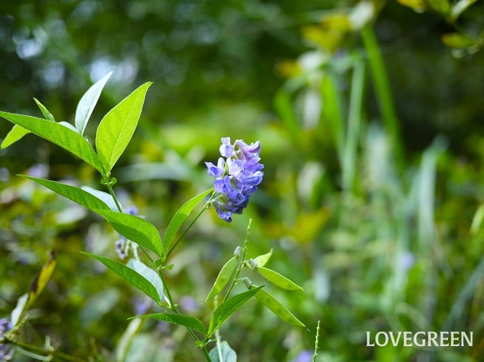 ナンテンハギ小 ナンテンハギ