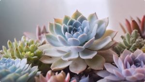 多肉植物 | 植物図鑑 | LOVEGREEN(ラブグリーン)