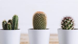 pic_library_cat_12_cactus-1-