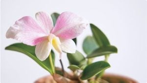 ラン | 植物図鑑 | LOVEGREEN(ラブグリーン)