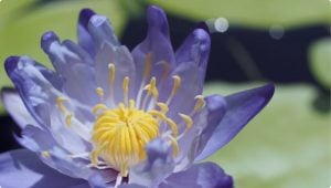 pic_library_cat_18_hydrophyte-