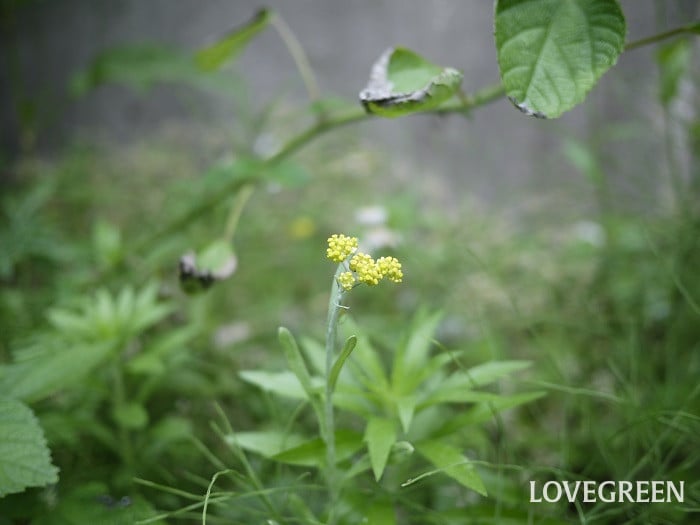 ハハコグサ小 ハハコグサ