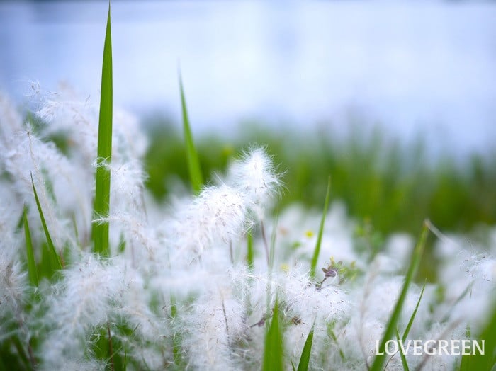 チガヤ小 チガヤ