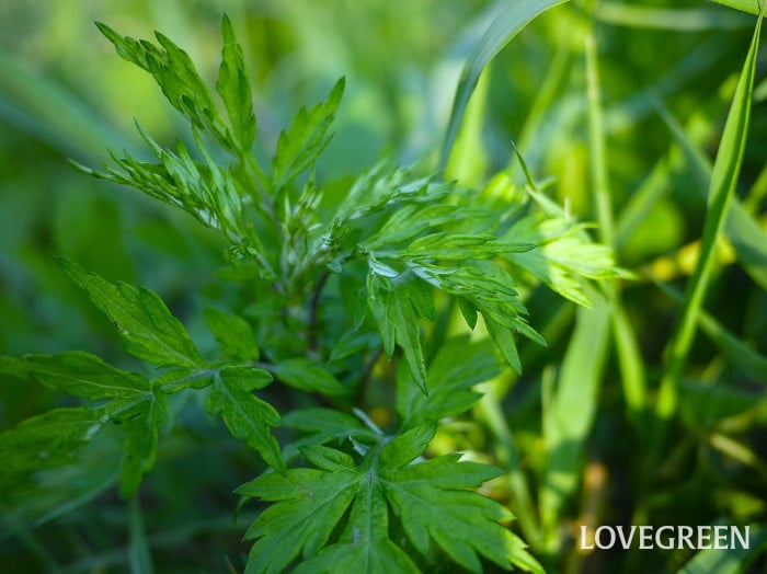 ヨモギ小 ヨモギ