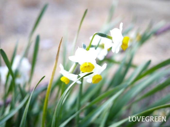 ニホンズイセン小 スイセン