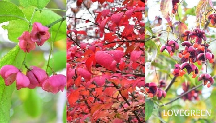ニシキギ、ツリバナ、マユミ|実や紅葉が美しい木