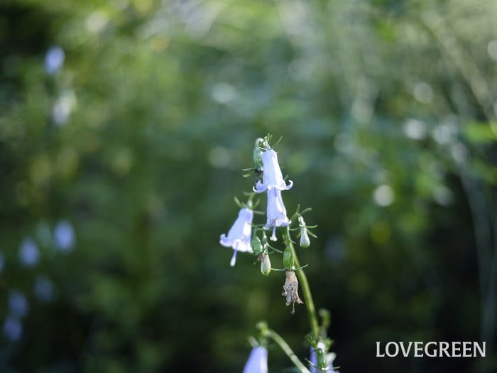 ツリガネニンジン小 ツリガネニンジン