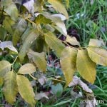 チョウジソウ 宿根草の冬越し