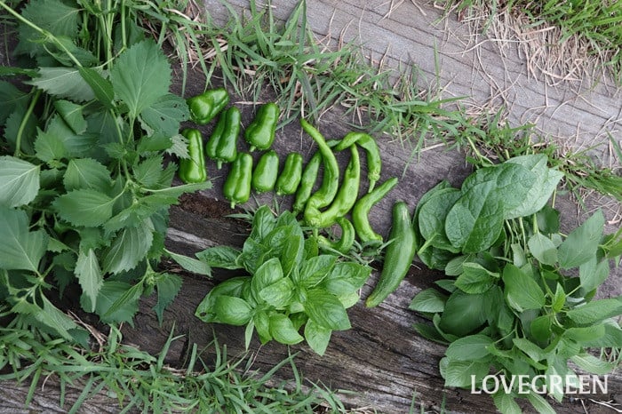 夏野菜