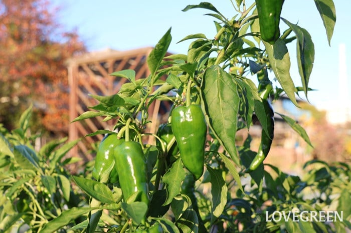 ピーマン ピーマン