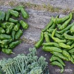 ピーマン 甘トウガラシ