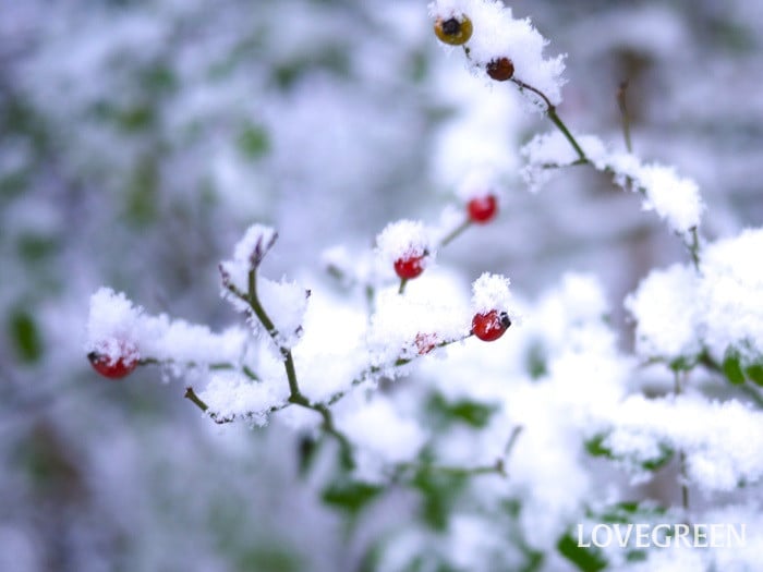 ノイバラと雪