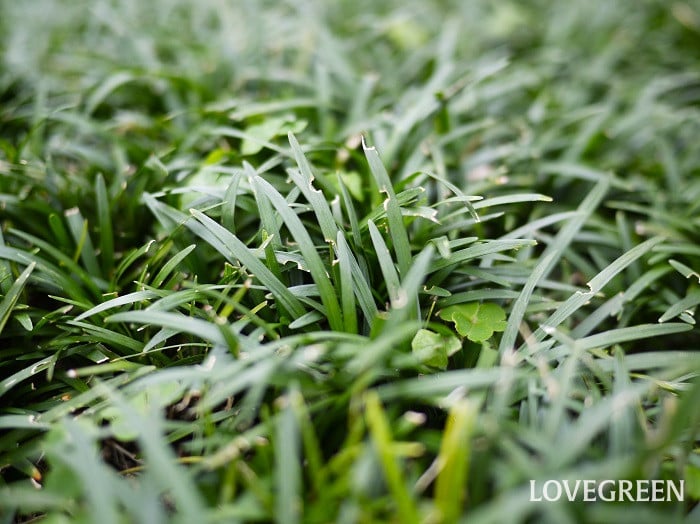 リュウノヒゲ小 リュウノヒゲ