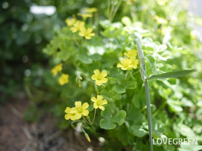 カタバミ小 カタバミ