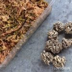 ラナンキュラス 球根 吸水