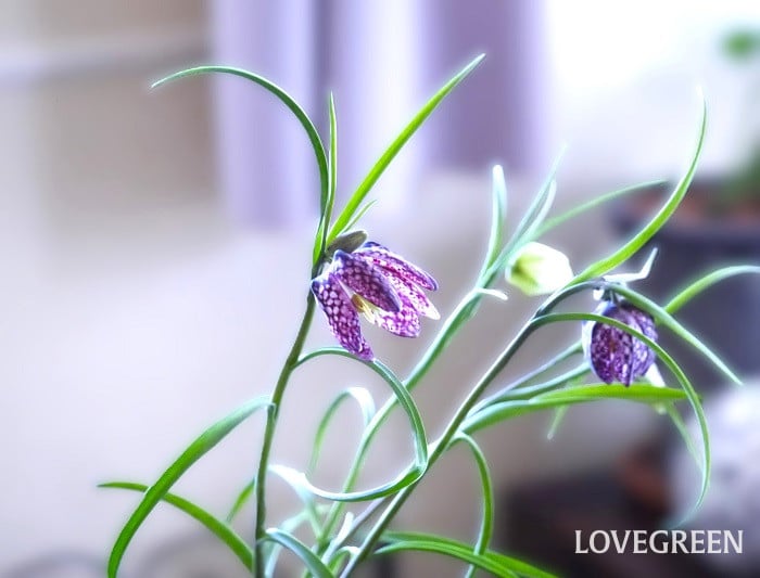 球根花の生け方のコツ