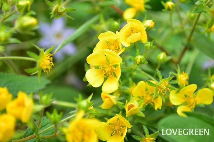 キジムシロ5 キジムシロ