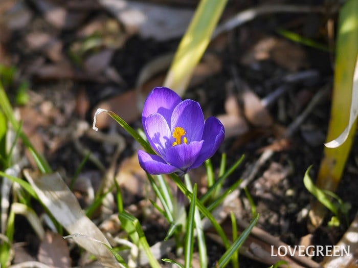 クロッカス小 クロッカス