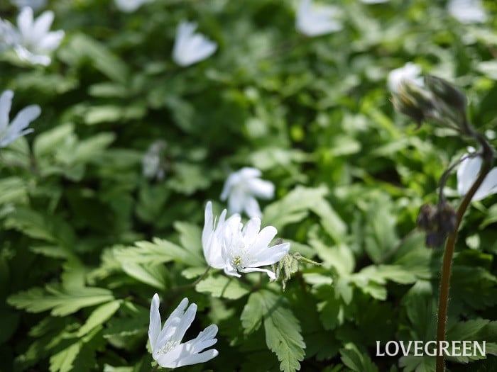 キクザキイチゲ小 キクザキイチゲ