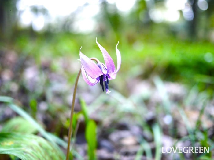 カタクリ小 カタクリ