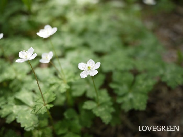 ニリンソウ小 ニリンソウ
