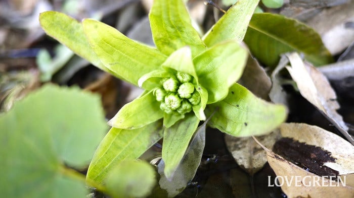 フキノトウ2小 ふきのとう