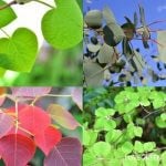 ハートの葉の庭木