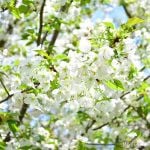 大島桜(オオシマザクラ)