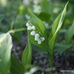 4066449651f33cdb0fad27983a010e