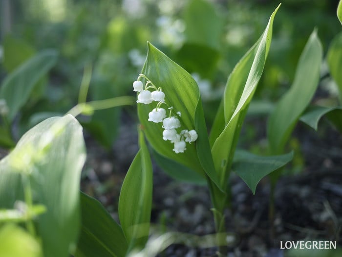 スズラン小 スズラン