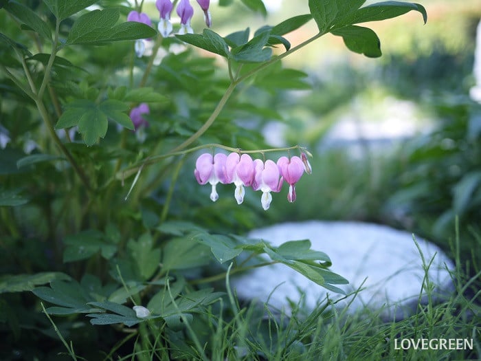 タイツリソウ(ケマンソウ)