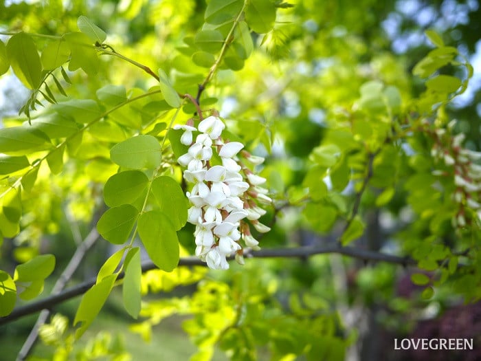 ニセアカシア小 ニセアカシア