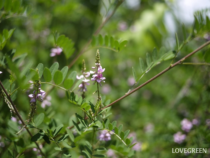 コマツナギ小 コマツナギ