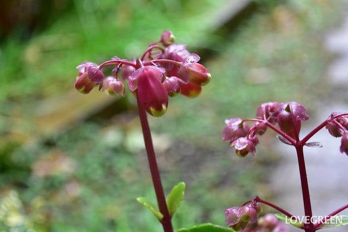 カランコエウェンディ2 カランコエウェンディ