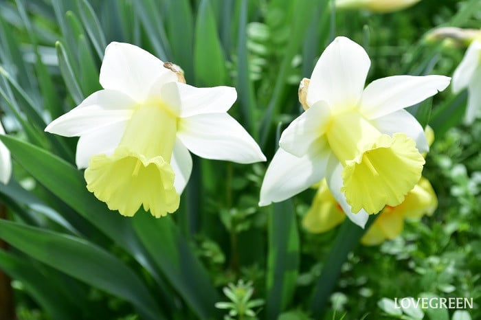 ラッパスイセン2 ラッパスイセン