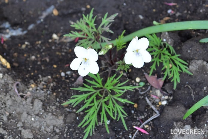 エイザンスミレ エイザンスミレ