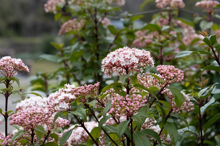 ビバーナム・ティヌス